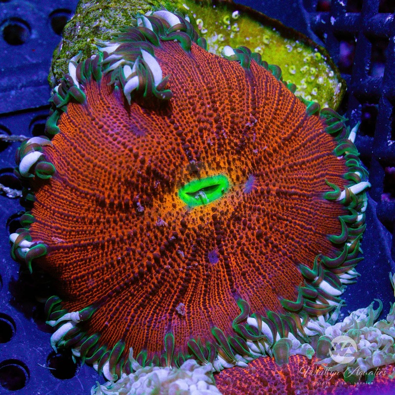 C40 - Rock Flower Anemone - WYSIWYG