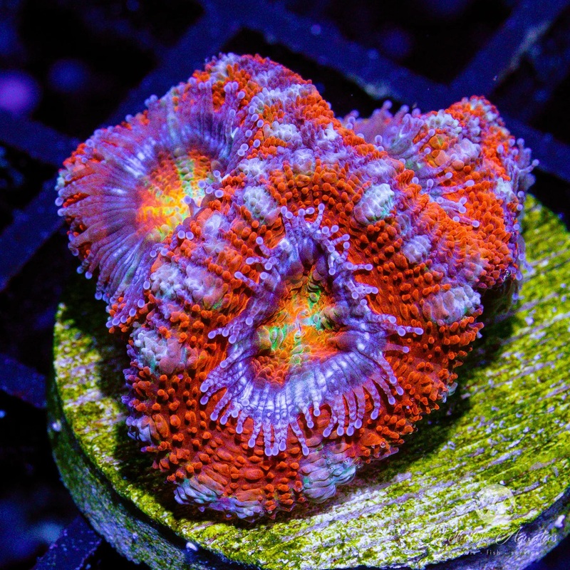 C47 - WA Starbomb Acan - WYSIWYG