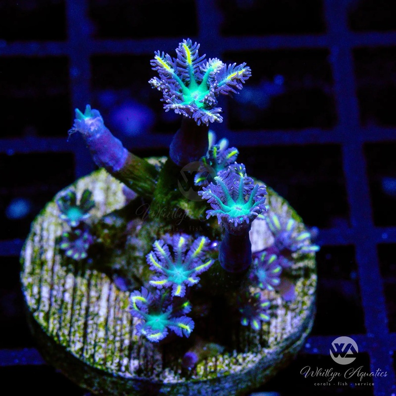 C48 - High Voltage Clove Polyps - WYSIWYG