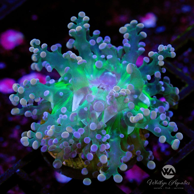 C54 - WA Miami Heat Frog Spawn - WYSIWYG