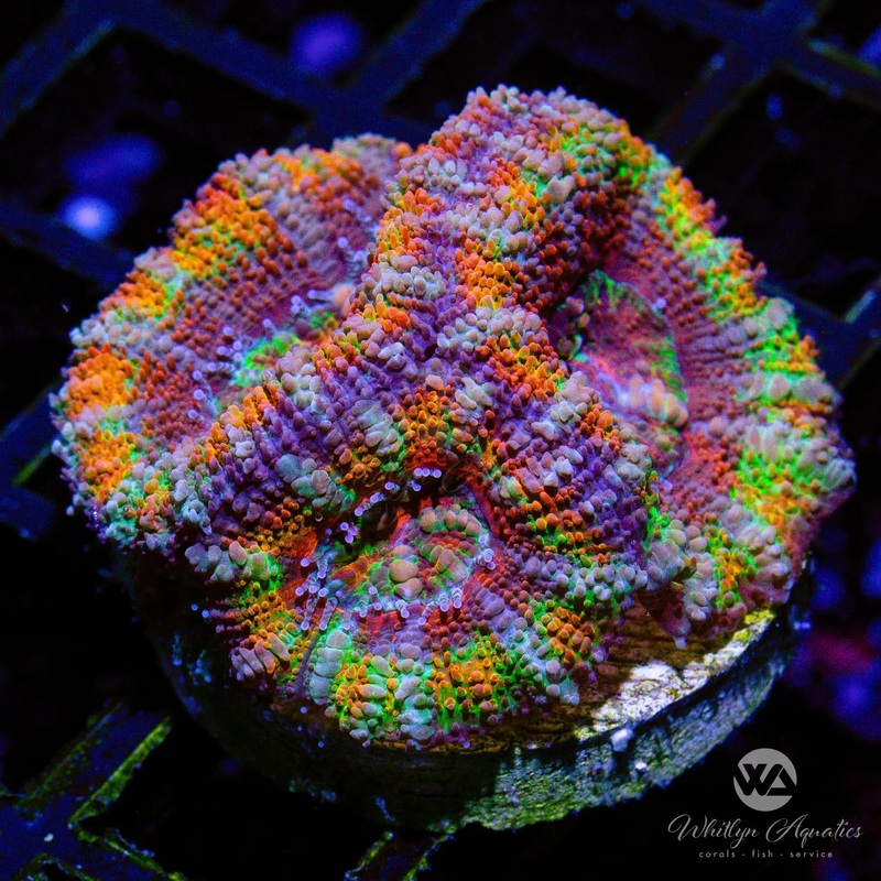 C56 - WA Rainbow Road Acan - WYSIWYG