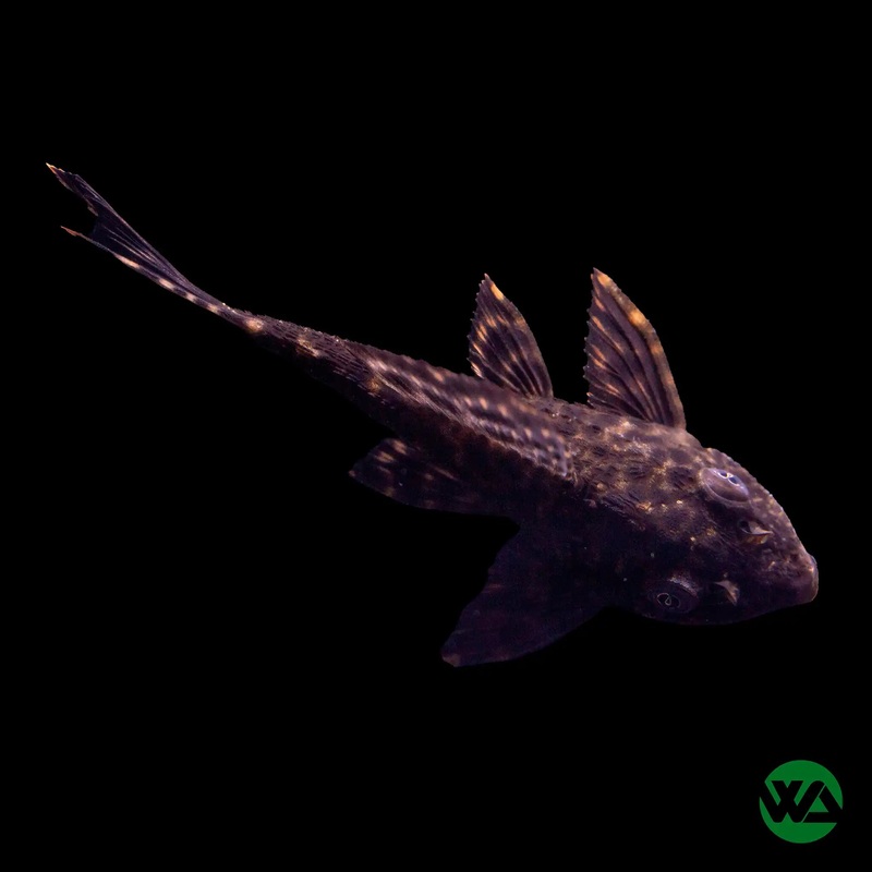 Common Pleco - Hypostomus plecostomus