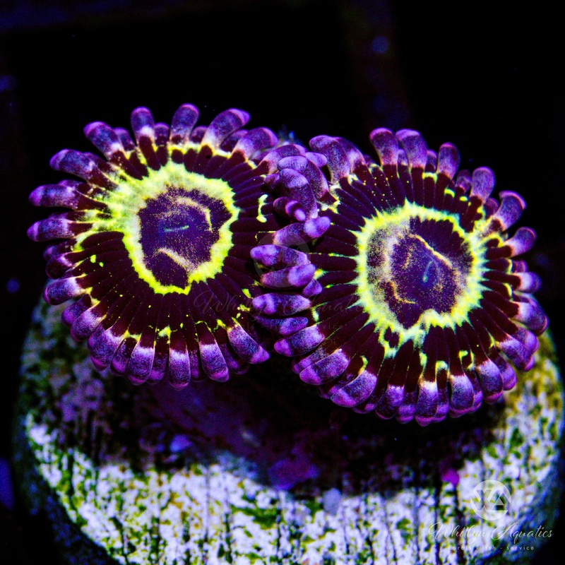 D01 - Stratosphere Zoa - WYSIWYG