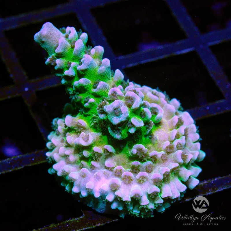 D02 - WA Heartbreaker Acro - WYSIWYG