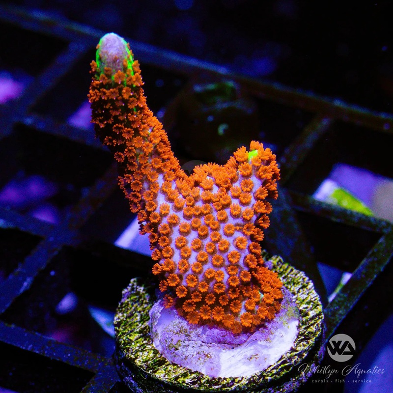 D04 - Bubblegum Digi - WYSIWYG