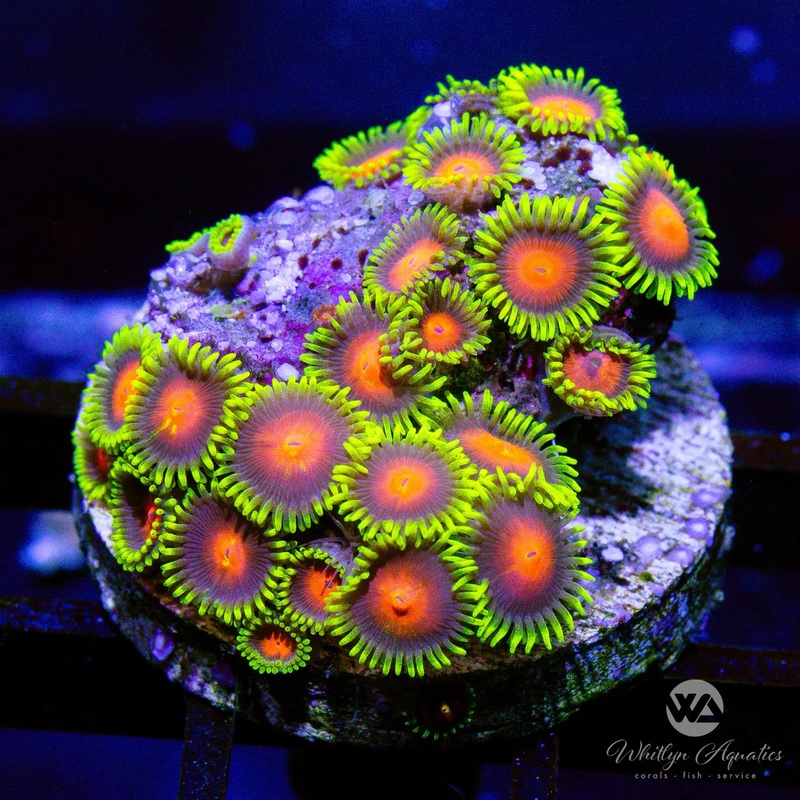D05 - [NEW RELEASE!] Sunrise Supernova Zoa - WYSIWYG