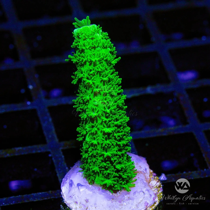 D06 - OG Green Slimer Acro - WYSIWYG