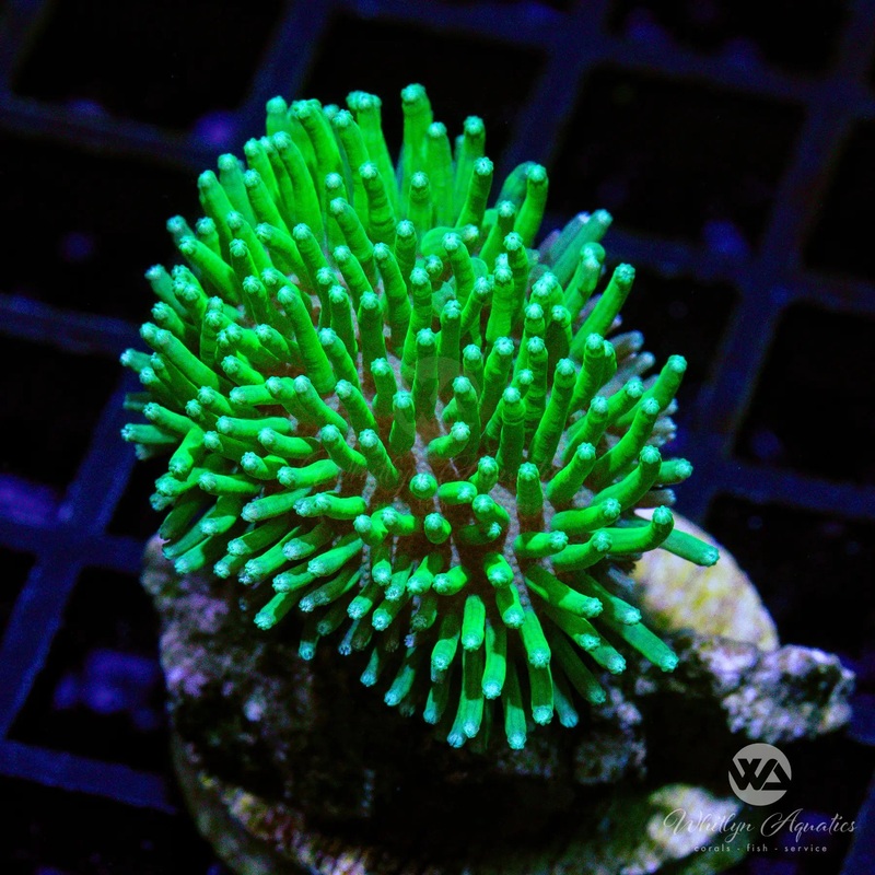 D07 - Green Toadstool - WYSIWYG