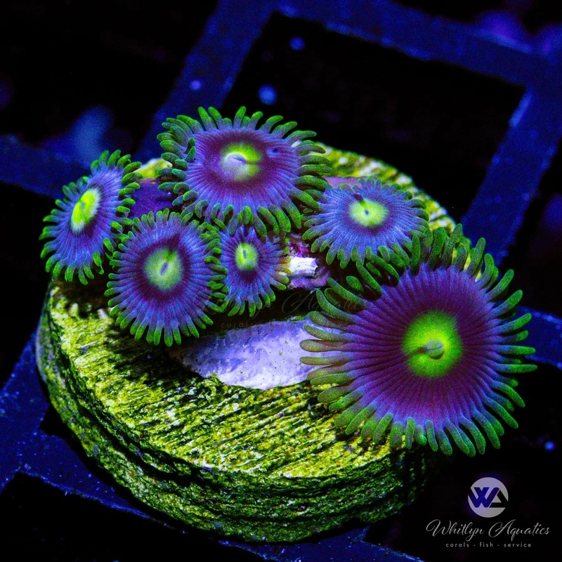D08 - Blueberry Fields Zoa - WYSIWYG