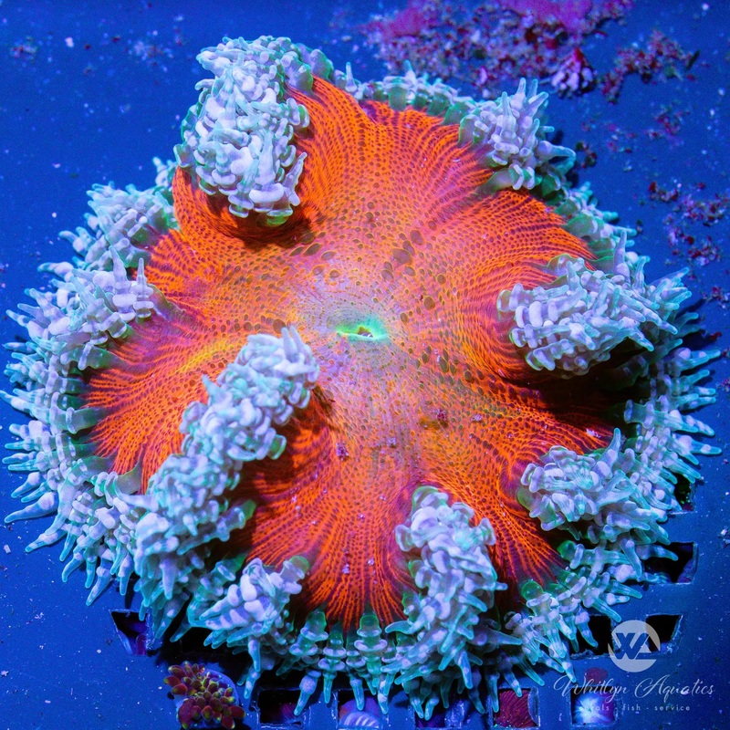 D10 - Rock Flower Anemone - WYSIWYG