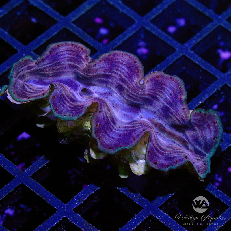 D12 - Squamosa Clam (~1.5") - WYSIWYG
