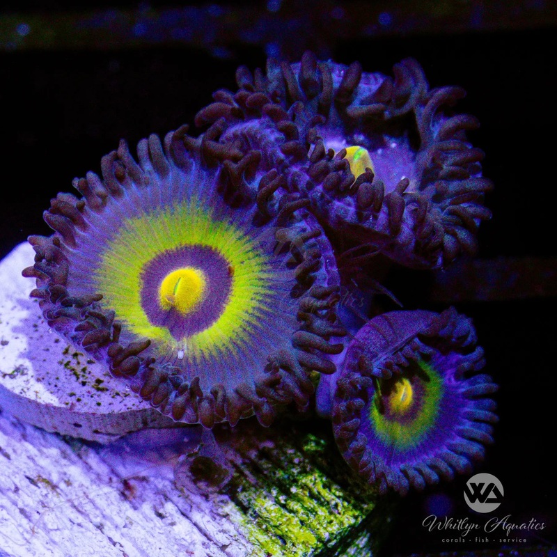 D13 - Outcast Zoa - WYSIWYG