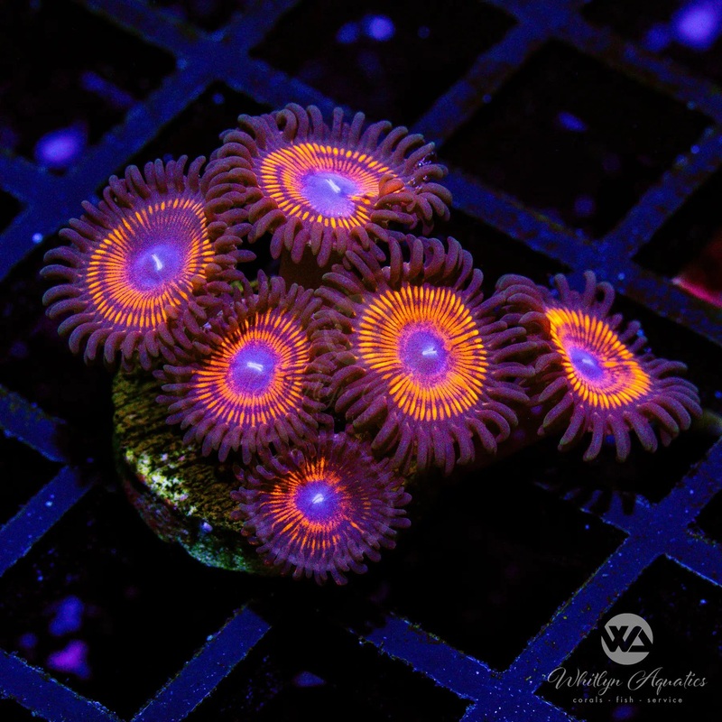 D16 - Armageddon Zoa - WYSIWYG