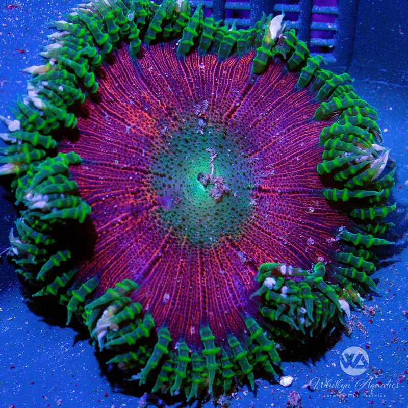 D20 - Rock Flower Anemone - WYSIWYG