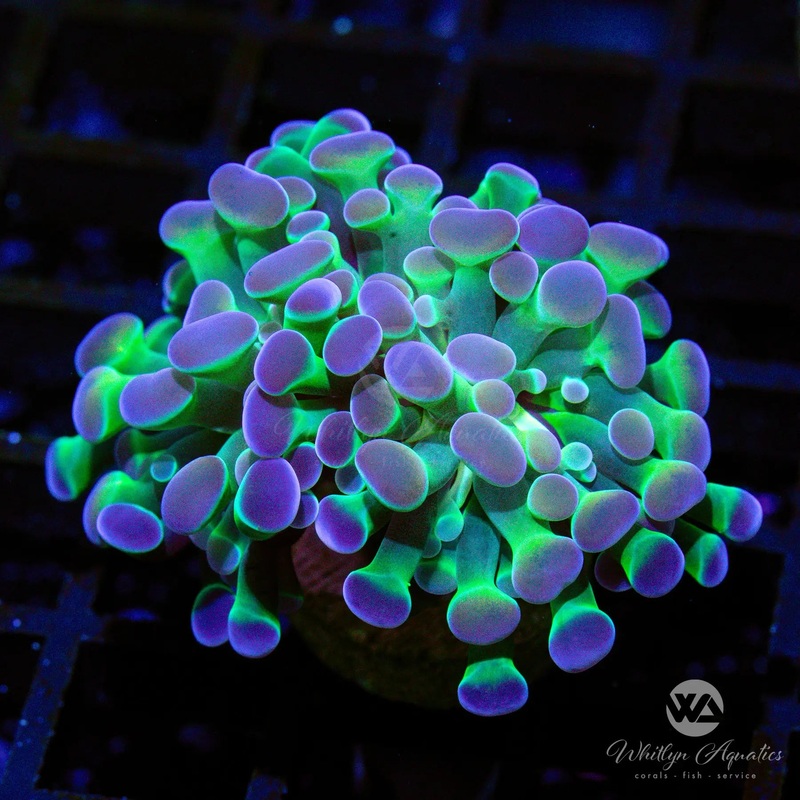 D21 - Hologram Hammer - WYSIWYG