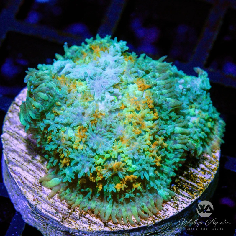D22 - [NEW RELEASE!] WA Pixy Dust Rhodactis - WYSIWYG