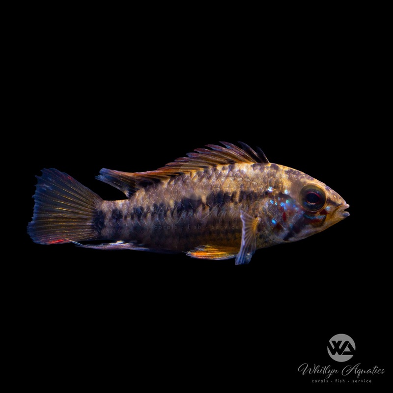 D24 Apistogramma (rare)