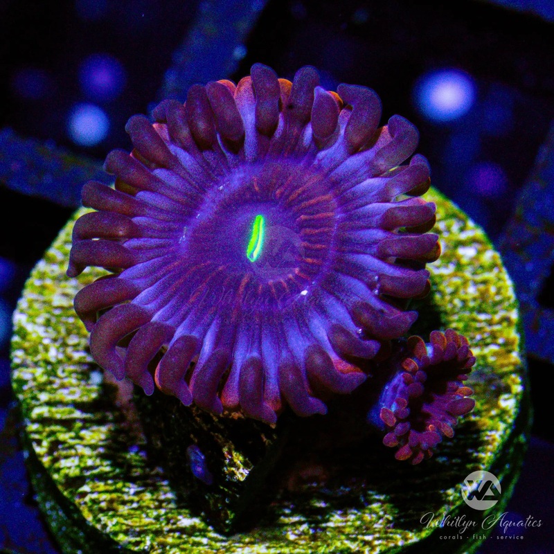 D24 - Purple People Eater Zoa - WYSIWYG
