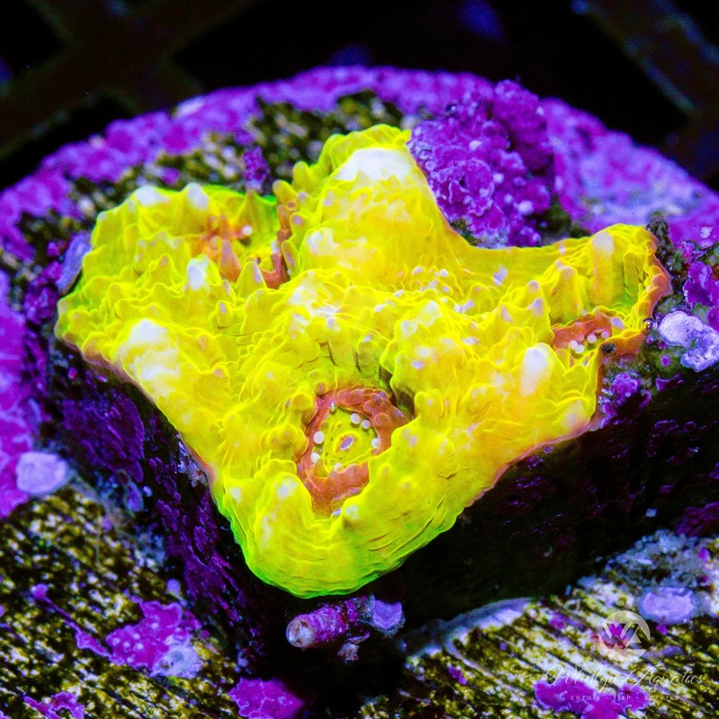 D26 - WA Gold Rush Echinata - WYSIWYG