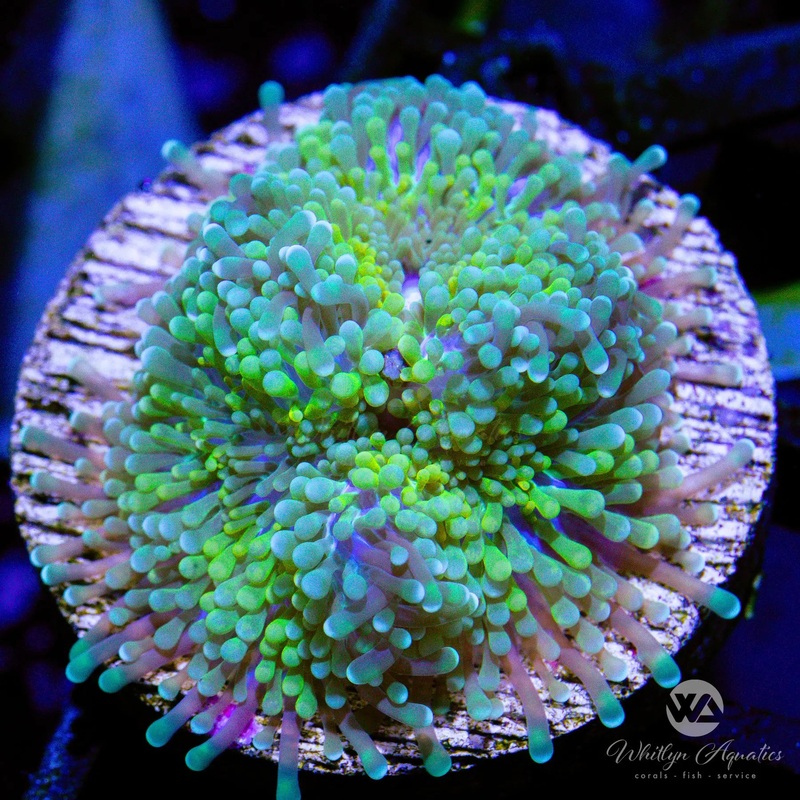 D29 - [NEW RELEASE!] WA Seafoam Ricordea - WYSIWYG