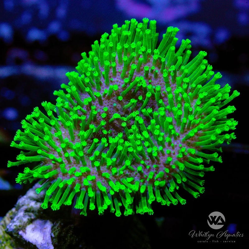 D30 - Neon Green Toadstool - WYSIWYG