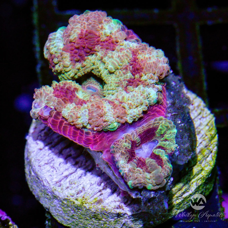 D31 - WA Coldhearted Asian Acan - WYSIWYG