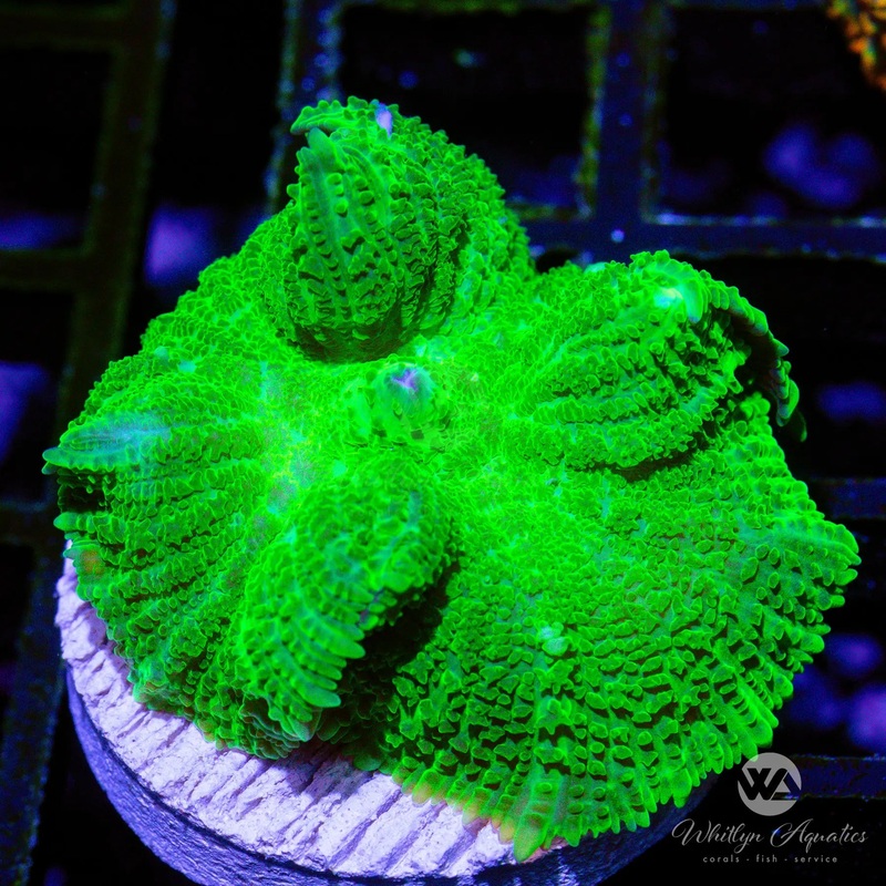 D32 - WA Jolly Green Rhodactis - WYSIWYG