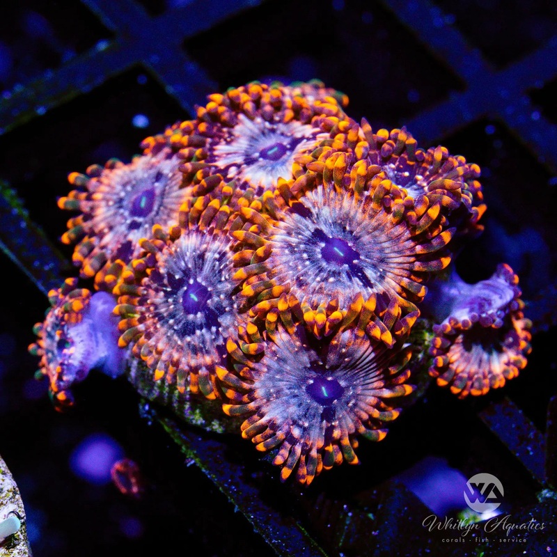 D34 - Utter Chaos Zoa - WYSIWYG