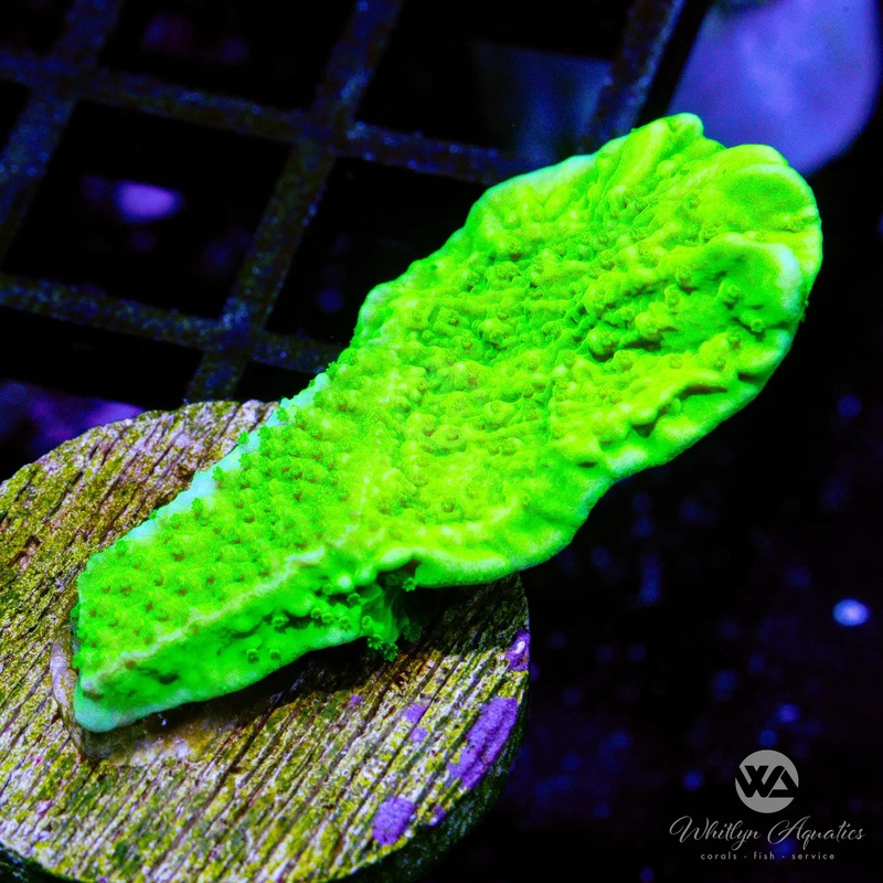 D36 - Green Monti Cap - WYSIWYG
