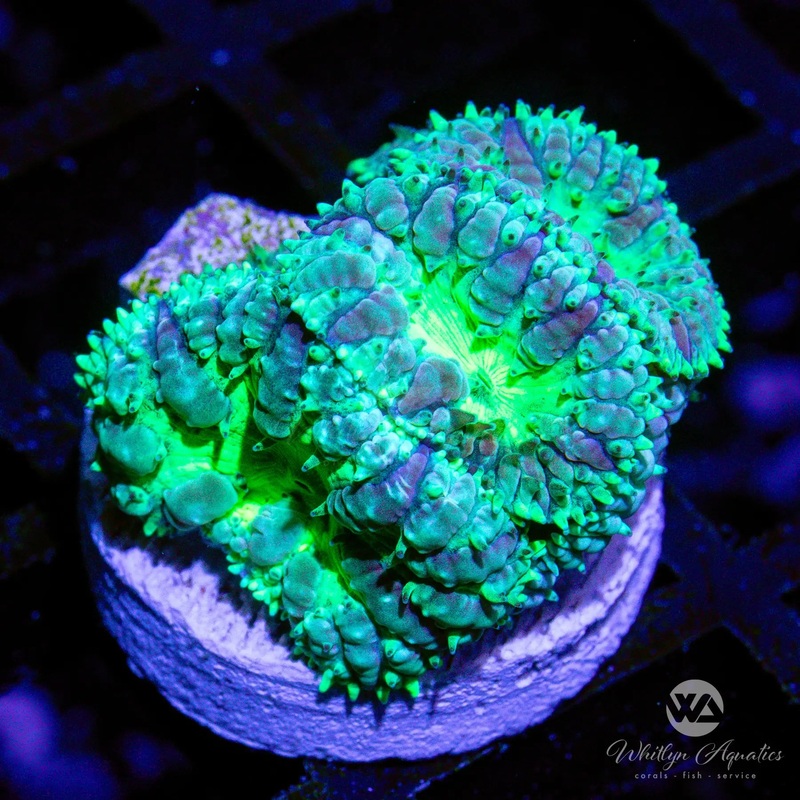 D37 - Neon Green Blasto - WYSIWYG