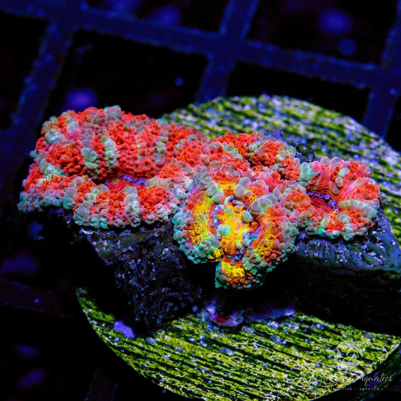 D38 - Orange Crush Acan - WYSIWYG