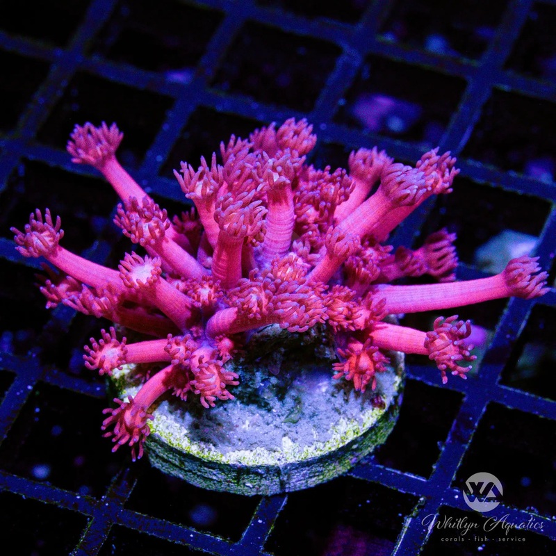 D39 - WA Powder Pink Goni - WYSIWYG