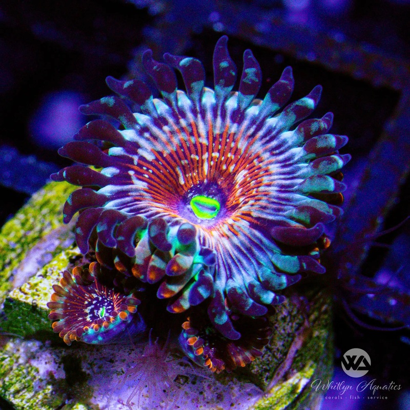 D41 - White Zombie Zoa - WYSIWYG