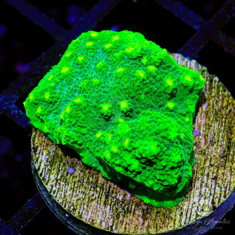 D42 - WA Kryptonite Cyphastrea - WYSIWYG