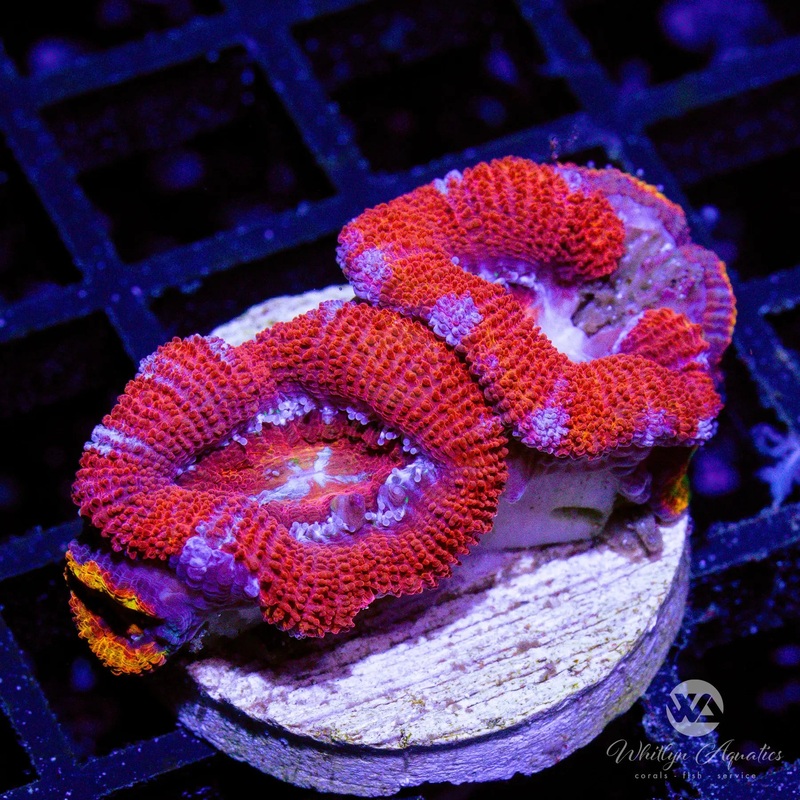D44 - [NEW RELEASE!] WA Red Devil Acan - WYSIWYG