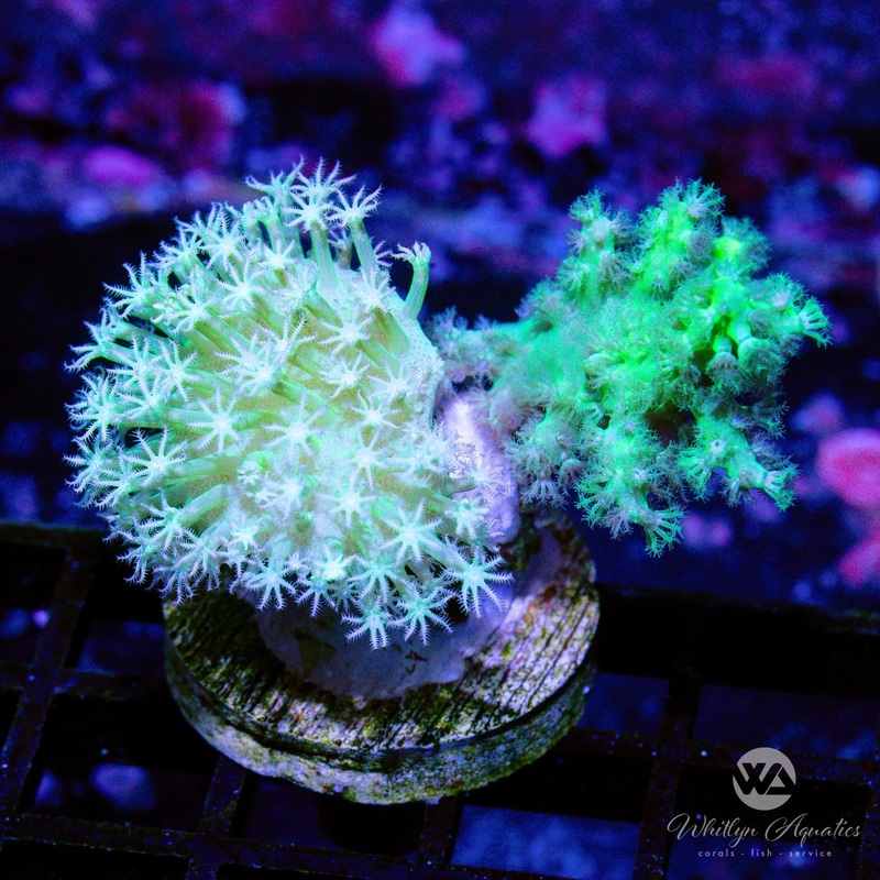 D47 - Toadstool - Nephthea Combo - WYSIWYG