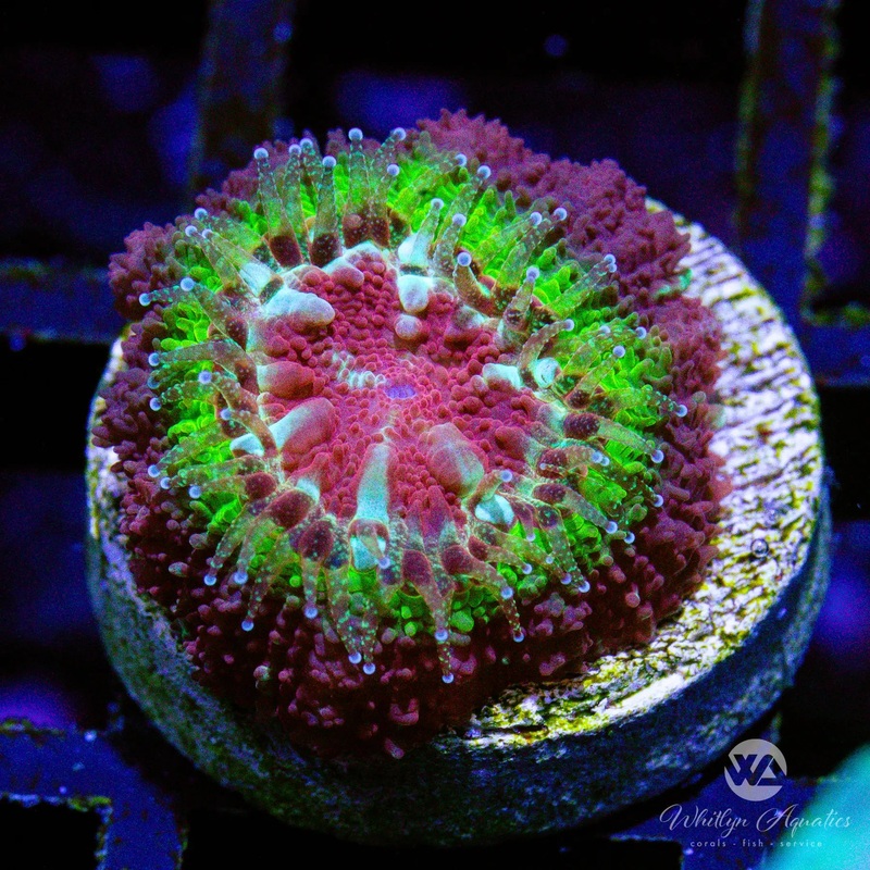 D49 - WA Buckshot Asian Acan - WYSIWYG