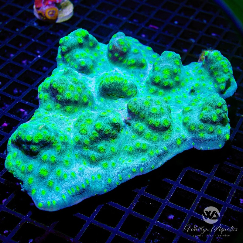 D50 - XL Hollywood Stunner Colony (~6") - WYSIWYG