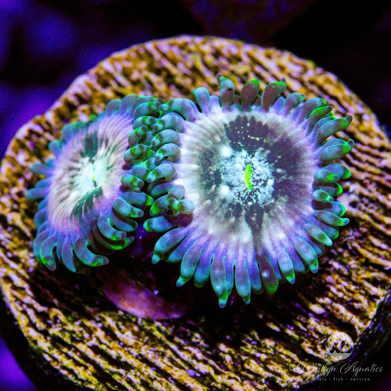 D51 - WA Slipspace Zoa - WYSIWYG