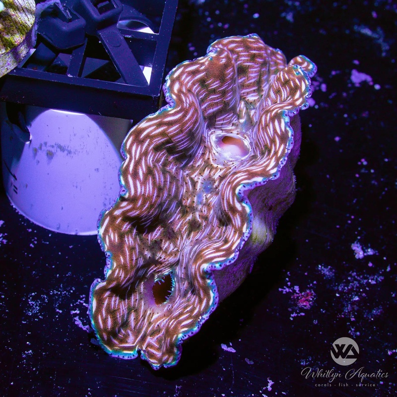 D55 - ORA Derasa Clam (~2.5") - WYSIWYG