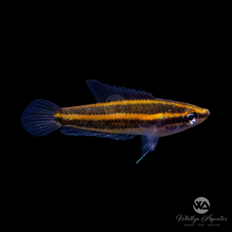 Deissneri Licorice Gourami - Parosphromenus deissneri