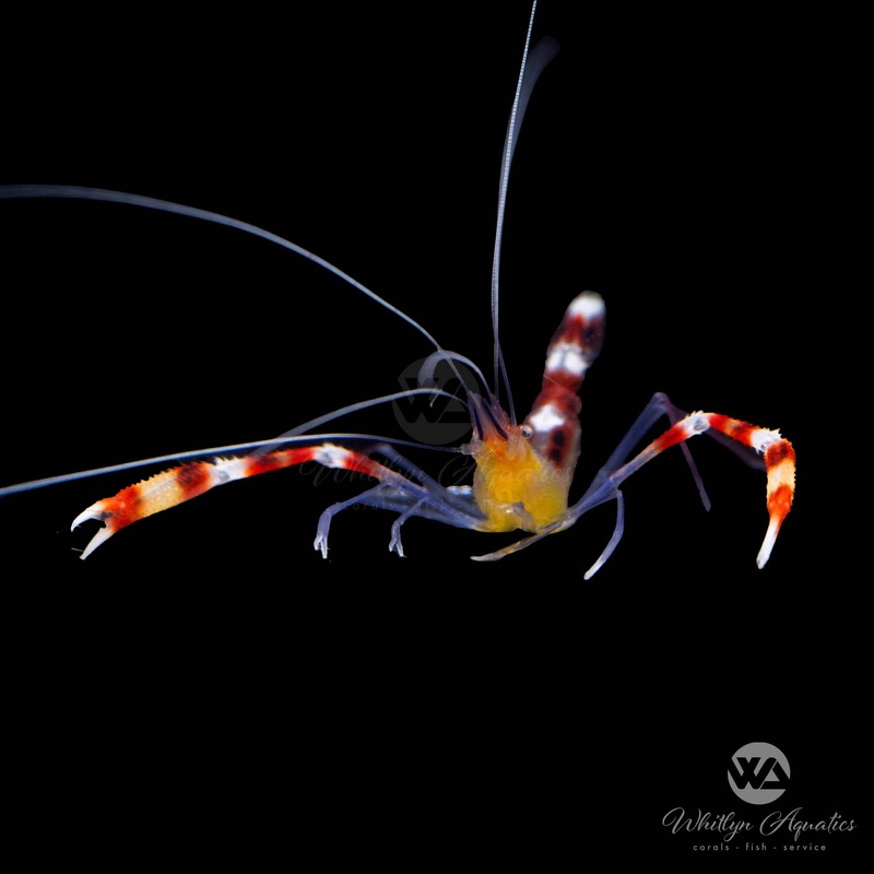 Gold Coral Banded Boxer Shrimp - Stenopus tenuirostris