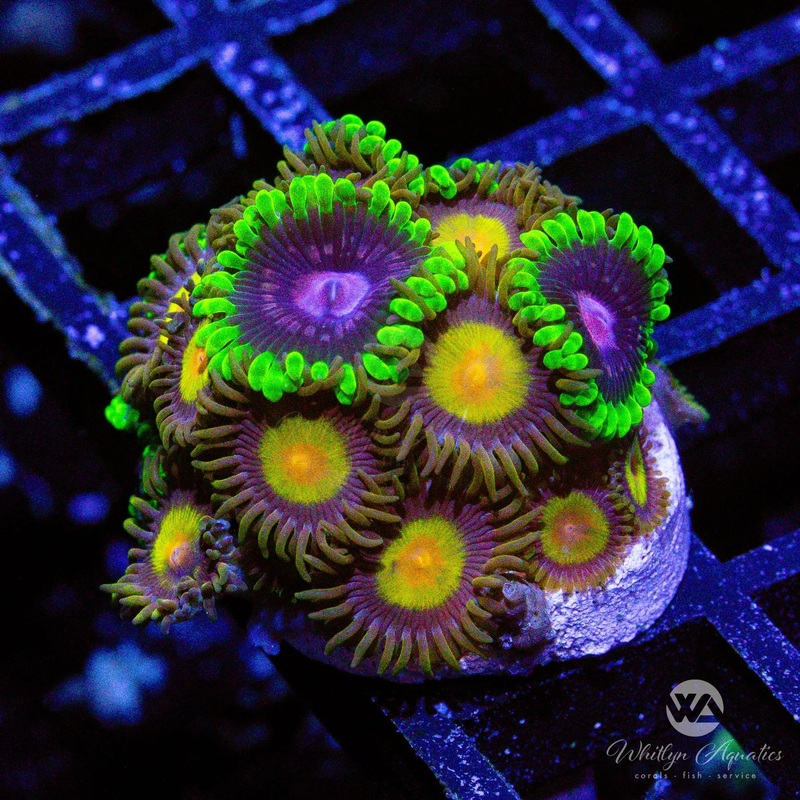 King Midas - Scarlet Fever Zoa Combo - WYSIWYG