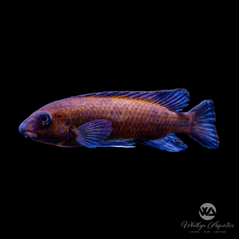 Labeotropheus Ochre Chilumba - Labeotropheus trewavasae