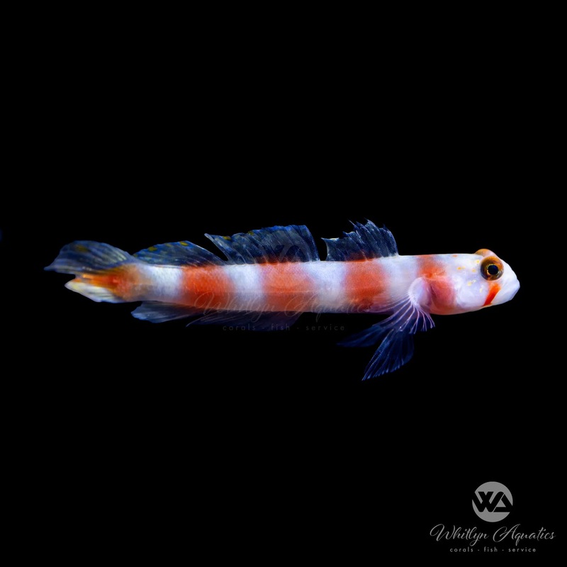Orange Banded Prawn Goby - Amblyeleotris steinitzi