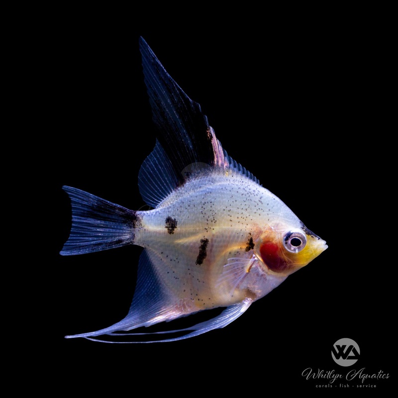 Panda Angel - Pterophyllum scalare