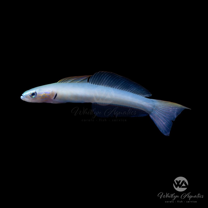 Pearly Gudgen Dartfish - Ptereleotris sp.