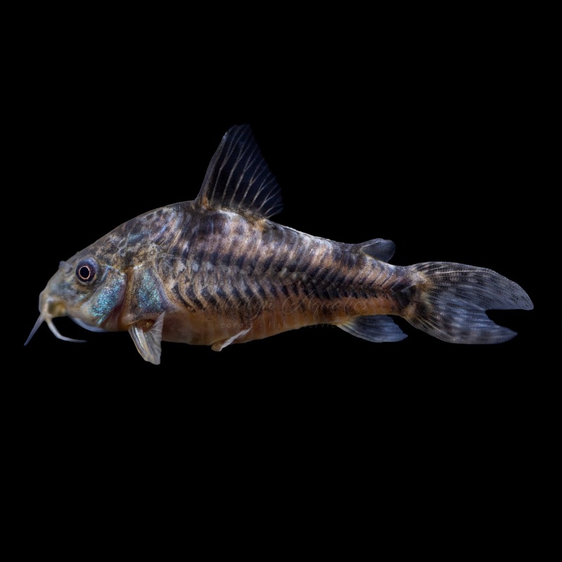 Pepper Cory - Corydoras paleatus