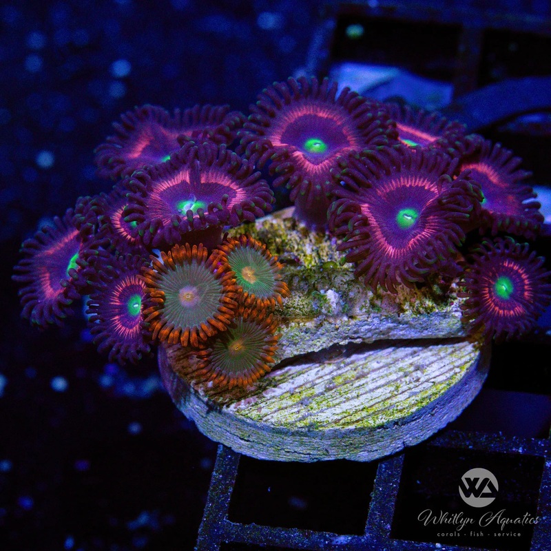 Pink Cat Eyes - Gatorade Zoa Combo - WYSIWYG