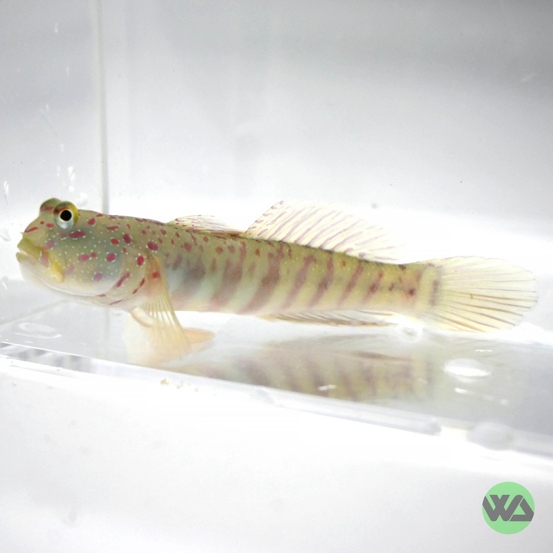 Pink Spotted Watchman Goby - Cryptocentrus leptocephalus